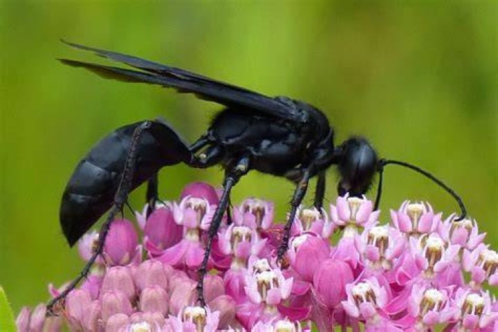 Do black widows eat wasps?