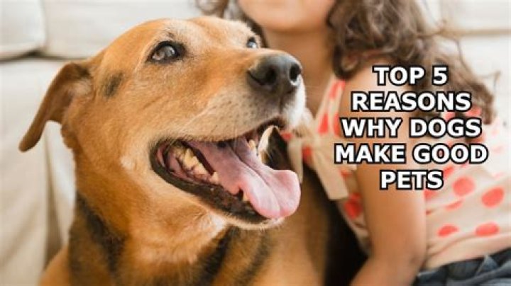 Do Bouviers make good pets?