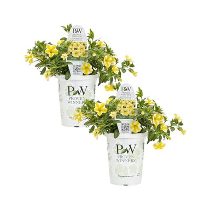 Do Calibrachoa come back every year