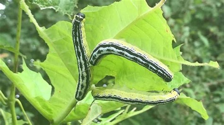 Do catalpa worms bite or sting