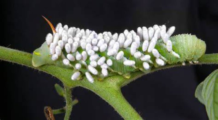 Do caterpillars carry eggs on their back