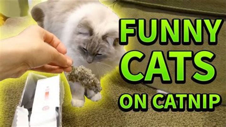 Do cats really like catnip