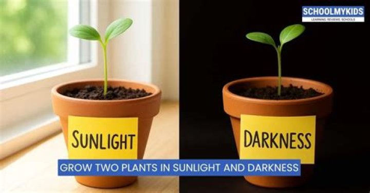 Do chamomile plants need sunlight