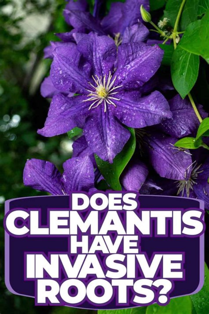 Do clematis have invasive roots