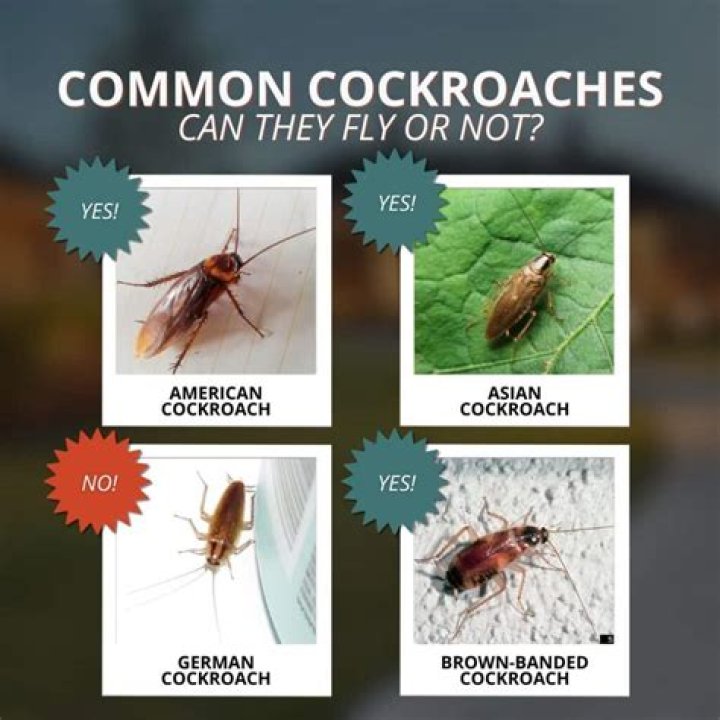 Do cockroaches like wind