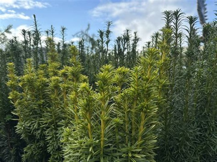 Do conifers need sun