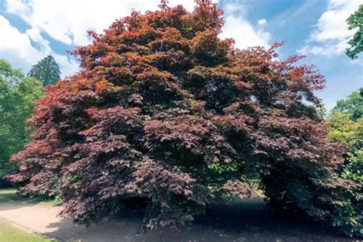 Do copper beech trees have nuts