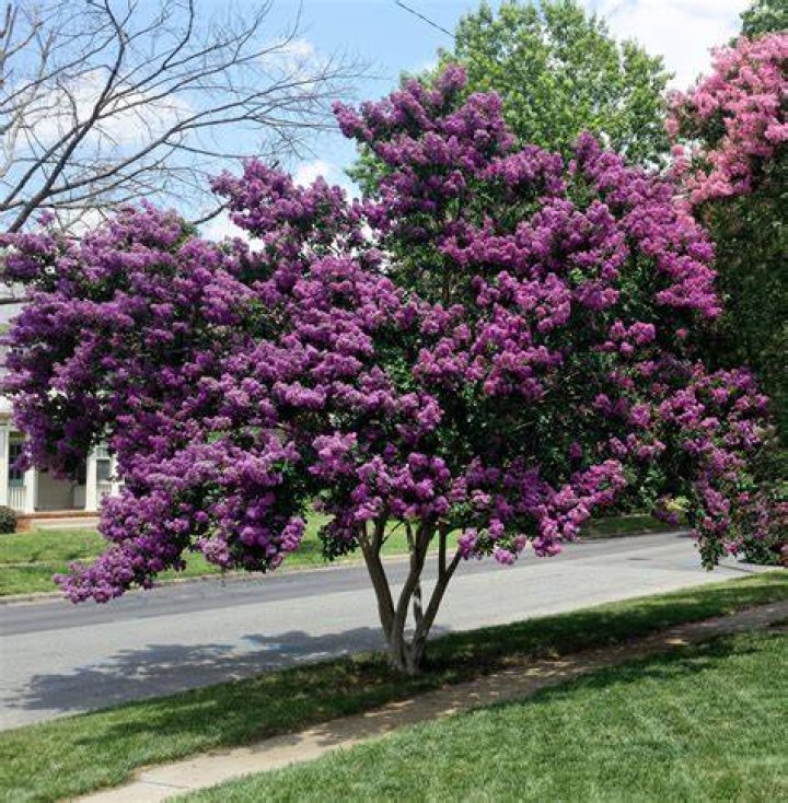 Do crape myrtles spread