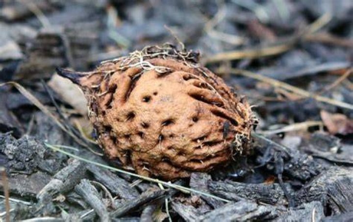 Do deer eat peach pits