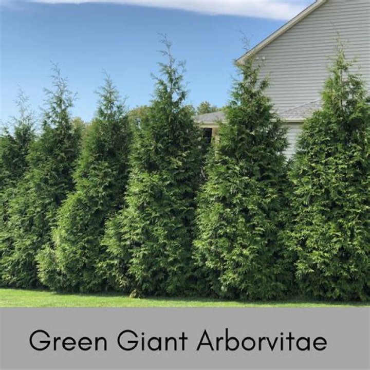 Do deer eat Techny arborvitae