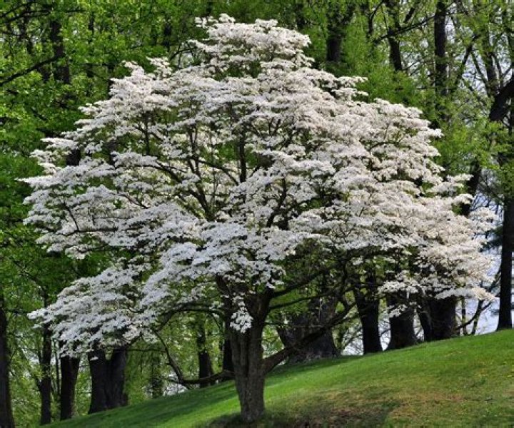 Do dogwood trees grow in Ontario?