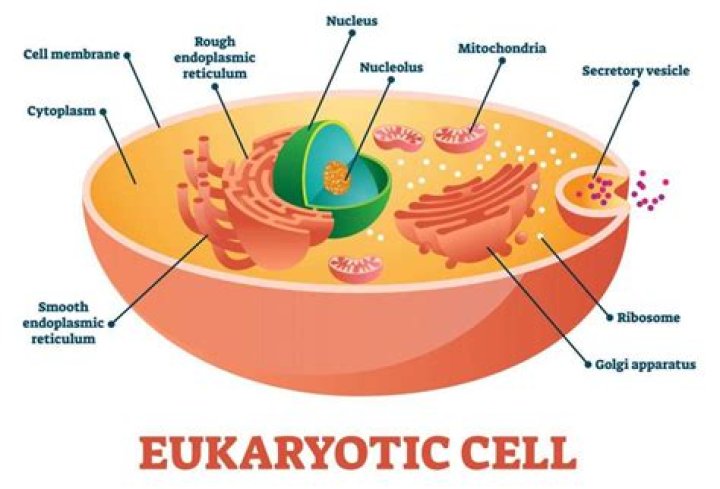 Do eukaryotes have release factors?