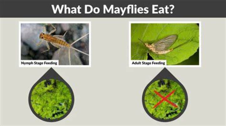 Do fish eat mayflies?