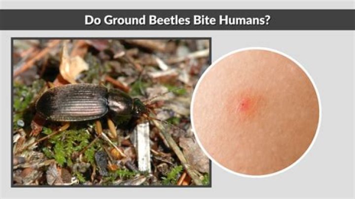 Do Florida beetles bite