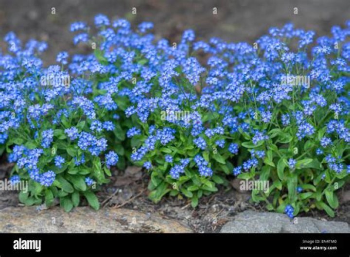 Do Forget Me Nots like full sun