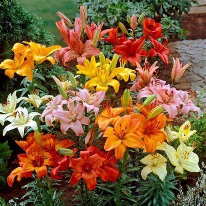 Do foxtail lilies need full sun?