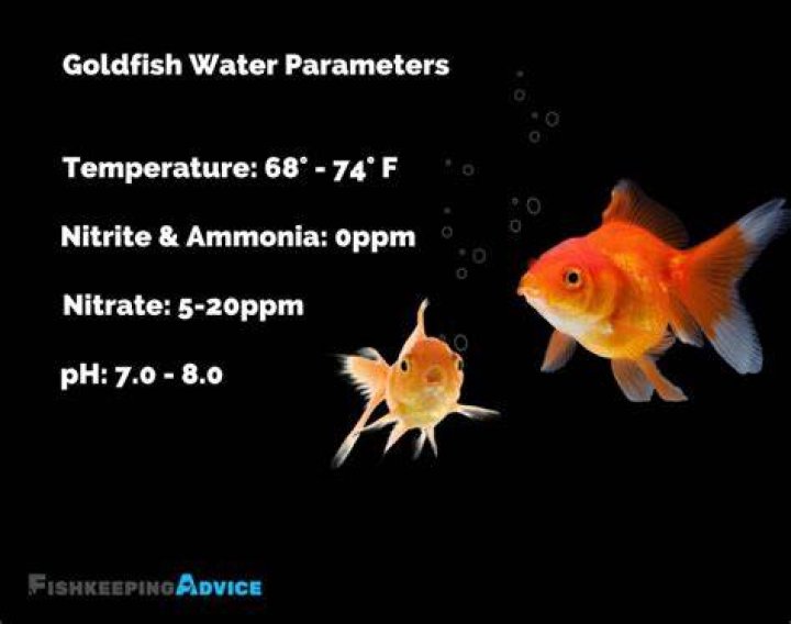 Do goldfish need clean water