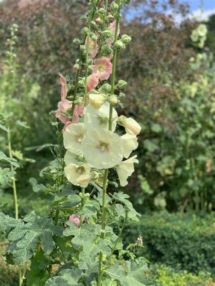 Do hollyhocks bloom first year
