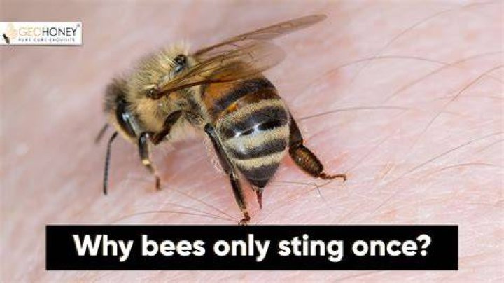 Do honey bees only sting once