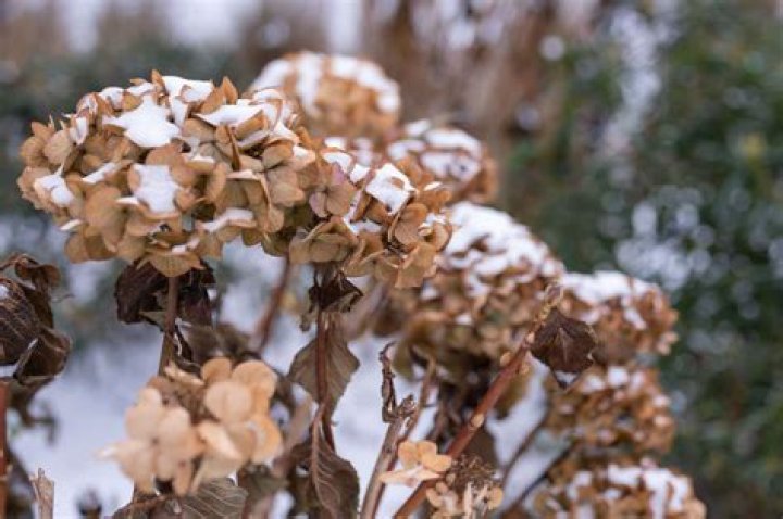 Do hydrangeas die back in the winter