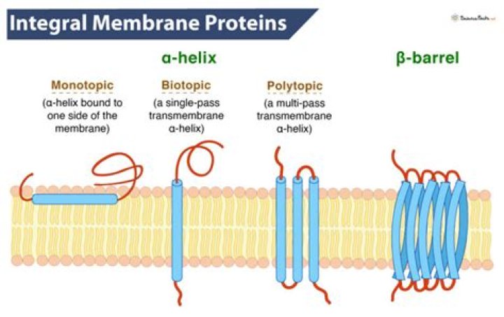 Do integral proteins go through the membrane?