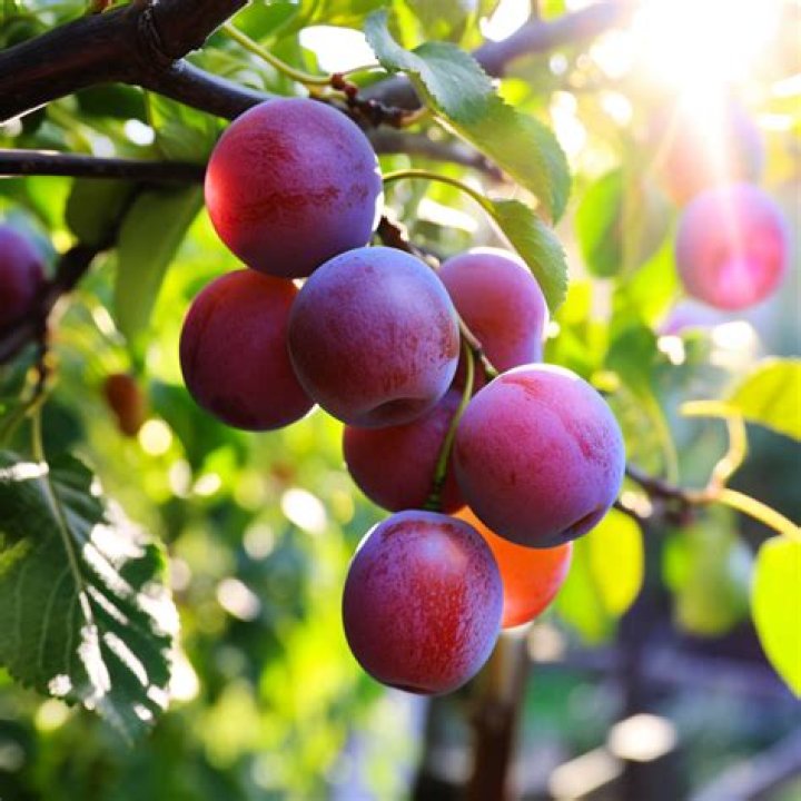 Do Italian plums need a pollinator