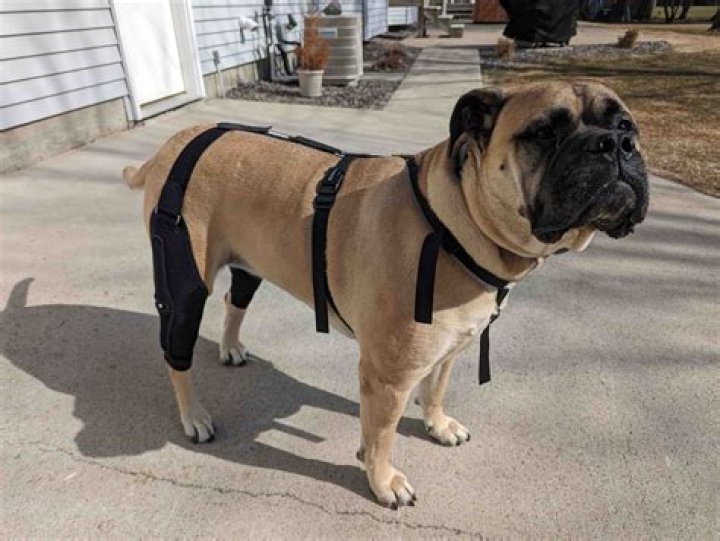 Do knee braces really work for dogs?