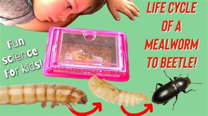 Do mealworms perform cellular respiration