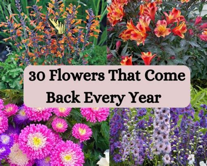 Do pea plants come back every year