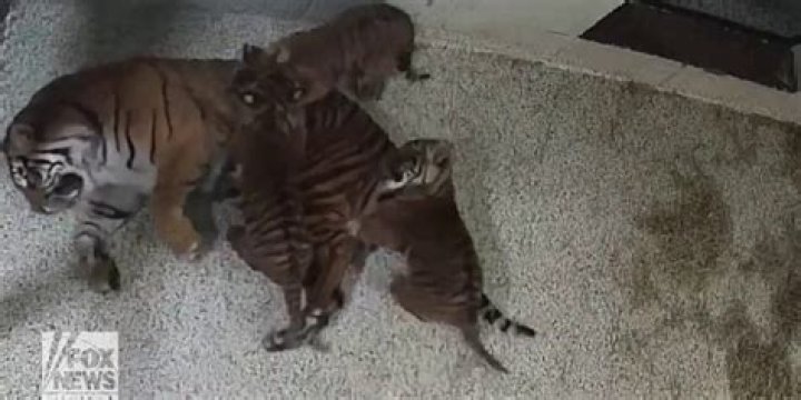 Do pet tigers attack owners