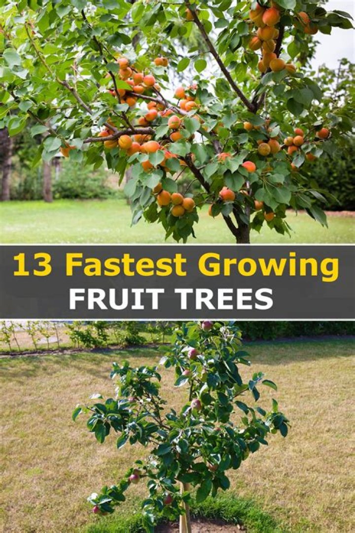 Do plane trees grow quickly