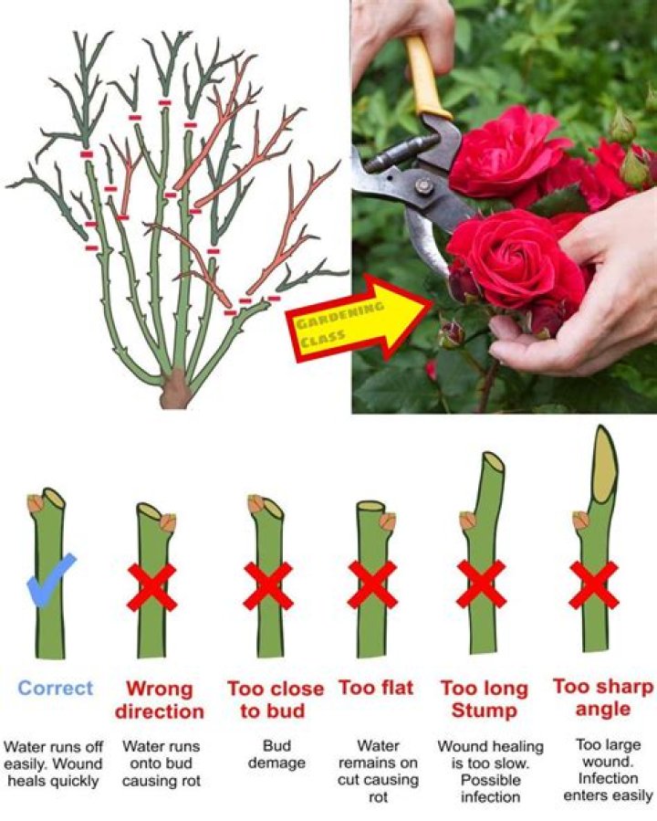 Do rambling roses need support