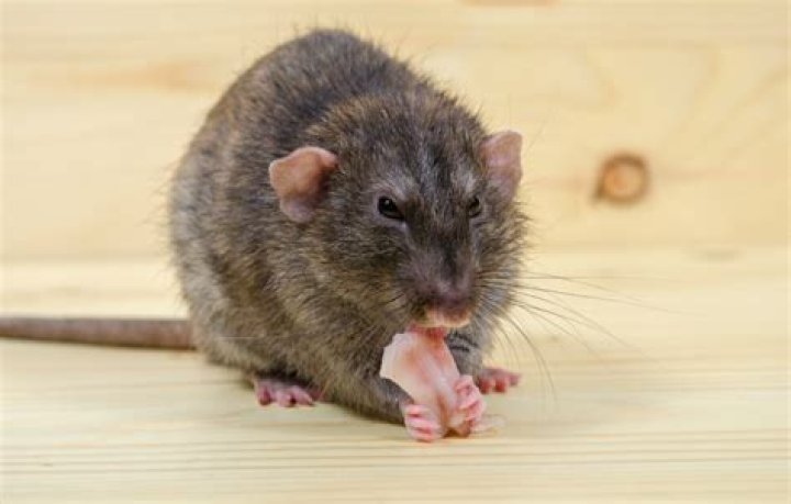 Do rats like metal