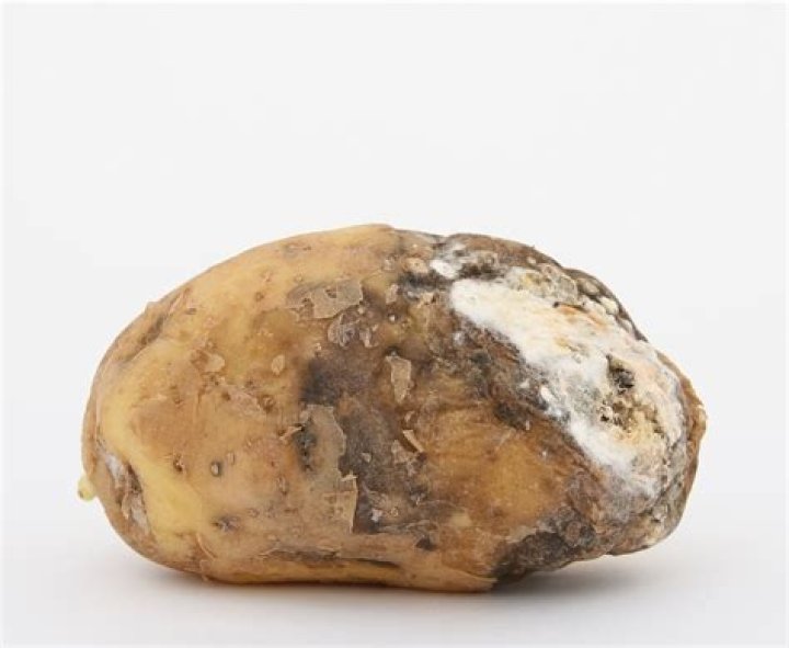 Do rotten potatoes smell?