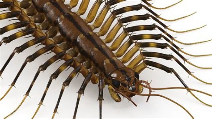 Do scutigera Coleoptrata bite humans
