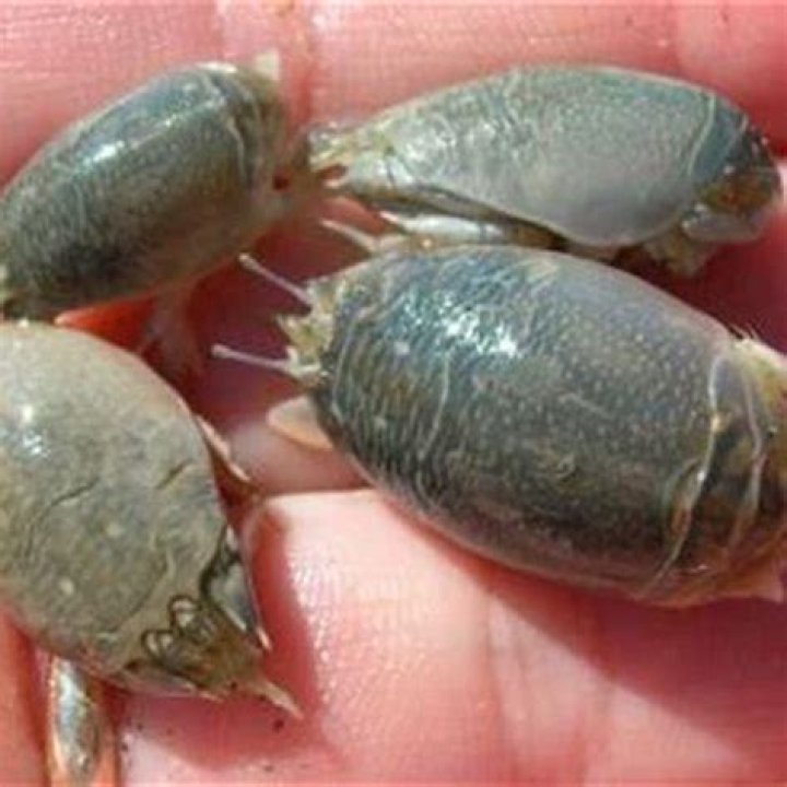 Do shell dwellers need sand?
