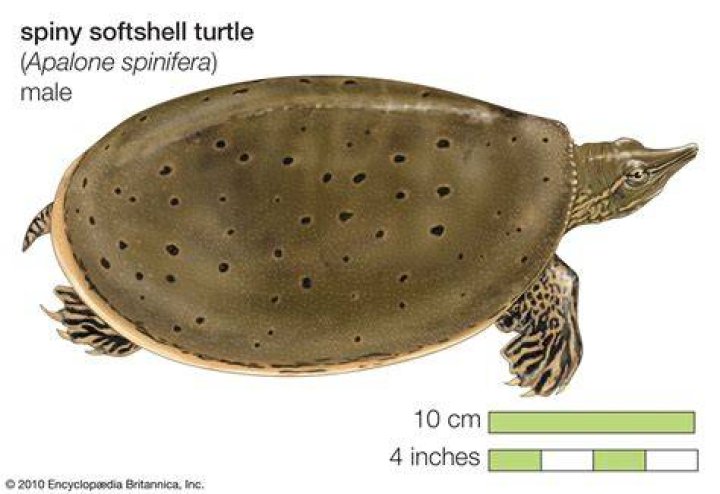 Do softshell turtles eat fish?