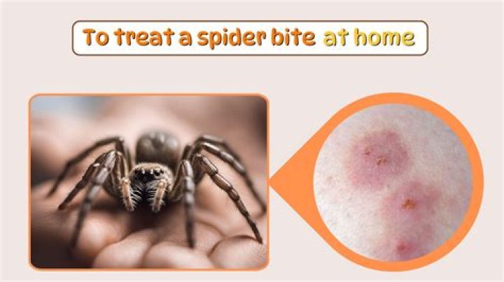 Do spiders die after having babies