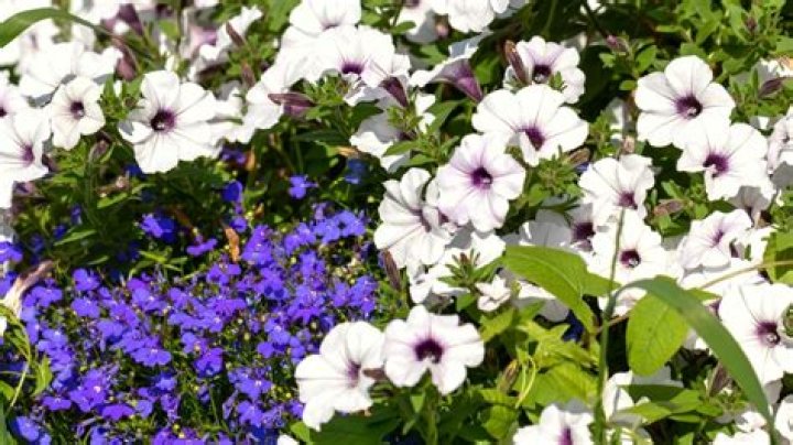 Do squirrels like petunias