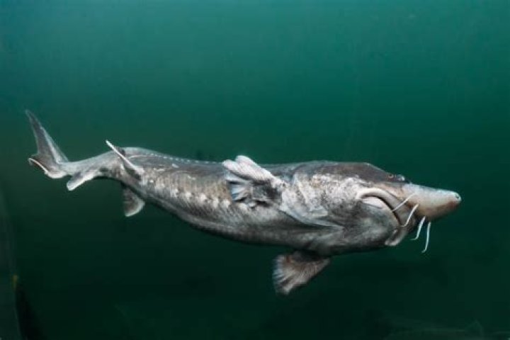 Do sturgeons eat humans