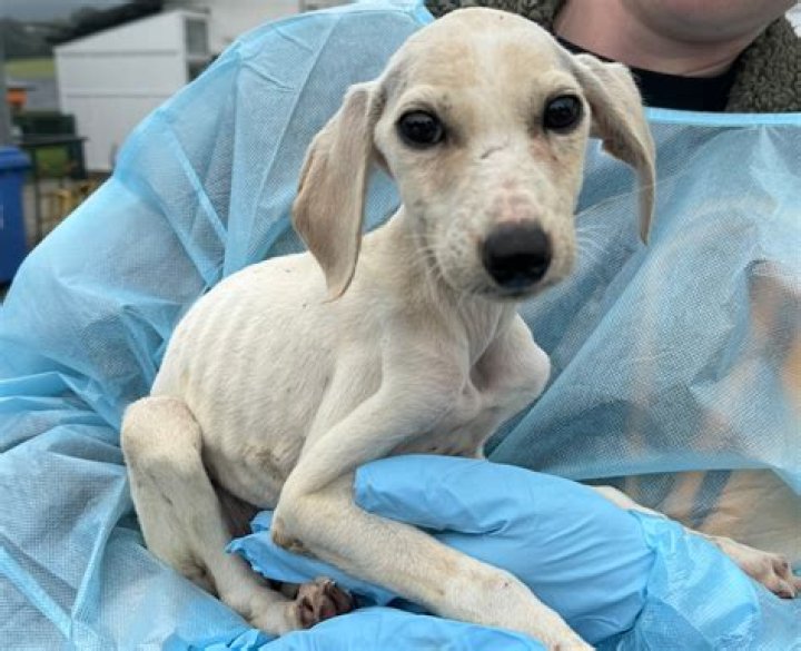 Do the DSPCA put animals down?