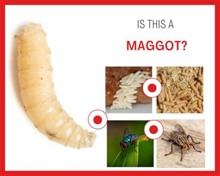 Do they put maggots in cheese?