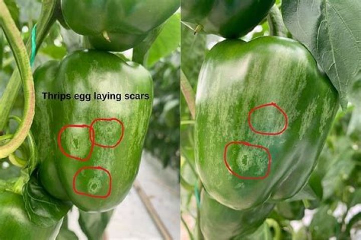 Do thrips like humidity