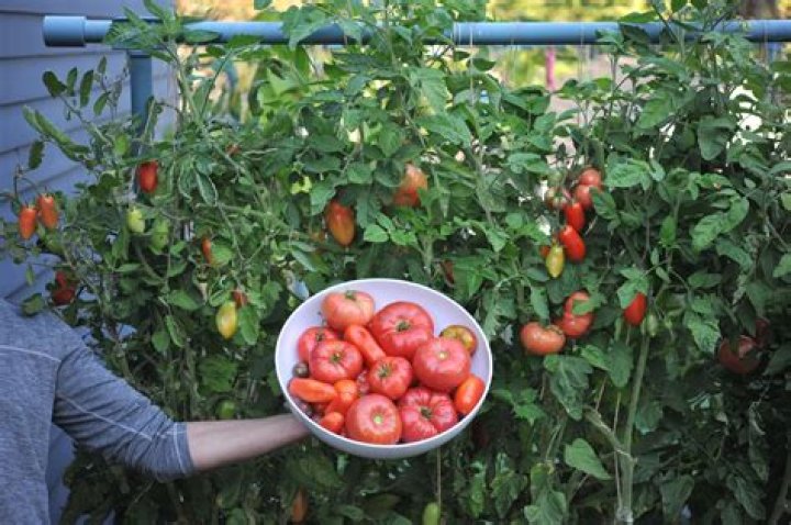 Do tomatoes have MSG in them