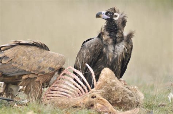 Do vultures vomit on themselves