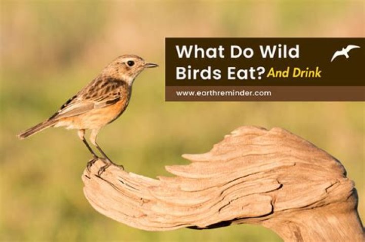 Do wild birds eat blueberries
