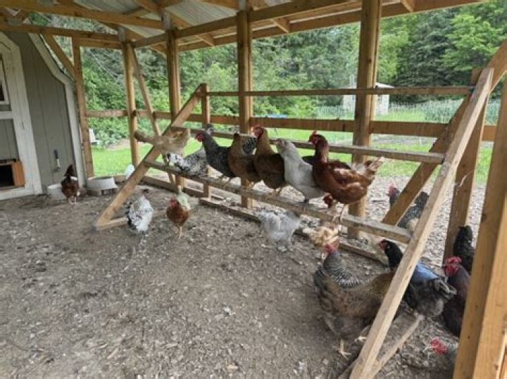 Does a chicken run need to be covered