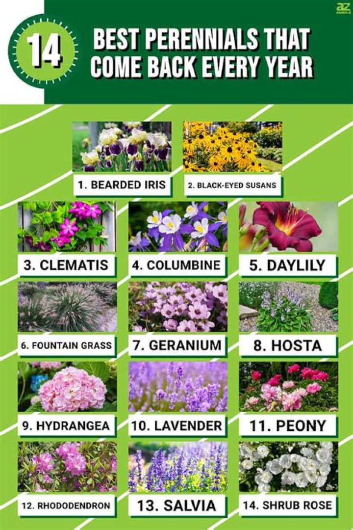 Does alstroemeria grow back every year?