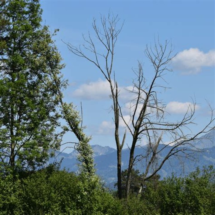 Does Ash Borer affect other trees