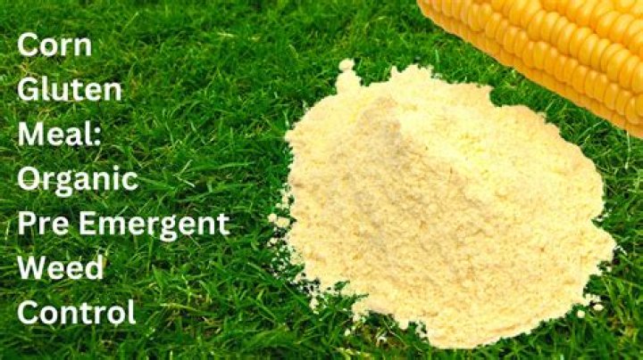 Does corn gluten kill weeds